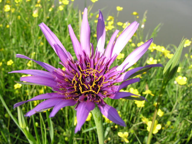 Tragopogon porrifolius / Barba di becco violetta